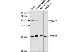Western blot analysis of extracts of various cell lines using VEGFA Polyclonal Antibody at dilution of 1:1000. (VEGFA antibody)