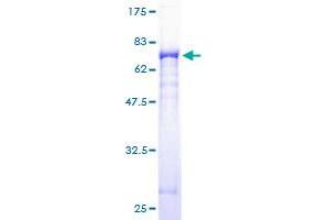 Gasdermin B Protein (GSDMB) (AA 1-411) (GST tag)