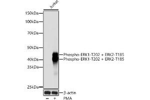Western blot analysis of extracts of Jurkat cells, using Phospho-ERK1-T202 + ERK2-T185 Rabbit mAb (ABIN7268610) at 1:1000 dilution. (ERK1/2 antibody  (pThr185, pThr202))