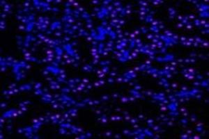 Immunofluorescent analysis of paraformaldehyde-fixed rat kidney using,UCKL1 (ABIN7076157) at dilution of 1: 4000 (UCKL1 antibody)