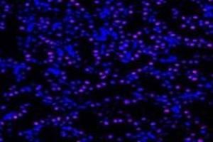 Immunofluorescent analysis of paraformaldehyde-fixed rat kidney using,UCKL1 (ABIN7076157) at dilution of 1: 4000 (UCKL1 antibody)
