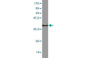 Western Blot detection against Immunogen (33. (CCL3 antibody  (AA 24-92))