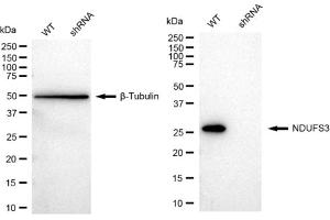 Western blotting analysis using NDUFS3 antibody (ABIN7799557).