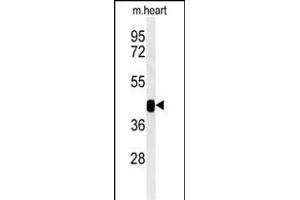 Western blot analysis of B3GNT7 Antibody (Center) jpg in mouse heart tissue lysates (35 μg/lane). (B3GNT7 antibody  (AA 256-282))