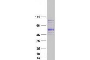 Validation with Western Blot (KPNA7 Protein (Myc-DYKDDDDK Tag))