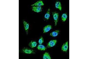 Confocal immunofluorescent analysis of MDA-MBA231 cells using C18orf8/MIC1 Antibody (N-term), followed by Alexa Fluor 488-conjugated goat anti-rabbit lgG (green). (C18orf8 antibody  (N-Term))