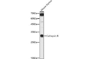 Western blot analysis of extracts of Mouse thymus, using Cathepsin B antibody (ABIN3021175, ABIN3021176, ABIN3021177 and ABIN6214050) at 1:1000 dilution.