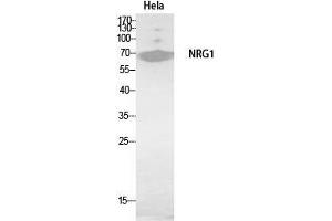 Western Blot (WB) analysis of HeLa, HBE cells using Neuregulin-1 Polyclonal Antibody. (Neuregulin 1 antibody  (Internal Region))