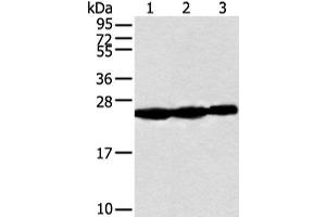 Western blot analysis of Human fetal muscle tissue Raji and Jurkat cell using NDUFB10 Polyclonal Antibody at dilution of 1:300 (NDUFB10 antibody)