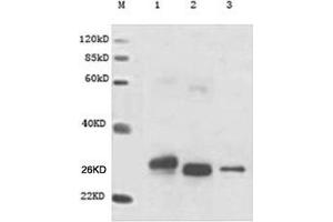 Lane M: MarkerLane 1: GST-Cart (N-terminal) Lane 2: His-GST-His (internal) Lane 3: cMyc-GST (C-terminal) Primary antibody: 1 µg/mL Anti-GST Monoclonal Antibody (Mouse) (ABIN396865) Secondary antibody: Goat Anti-Mouse IgG (H&L) [HRP] Polyclonal Antibody (ABIN398387, 1: 20,000)