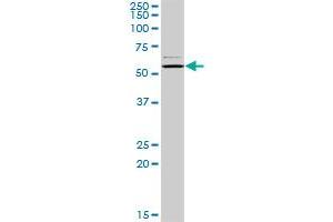 CAP1 MaxPab rabbit polyclonal antibody. (CAP1 antibody  (AA 1-475))