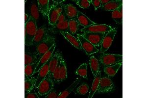 Confocal immunofluorescence image of HeLa cells using CD44 Mouse Monoclonal Antibody (HCAM/918) in Green (CF488) and Reddot is used to label the nuclei Red. (CD44 antibody)