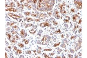 IHC testing of FFPE human pancreas with CFTR antibody (clone SPM176). (CFTR / Cystic Fibrosis Transmembrane Regulator antibody)