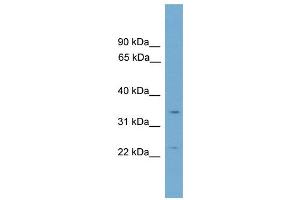 WB Suggested Anti-Vgll2 Antibody Titration: 0. (VGLL2 antibody  (C-Term))