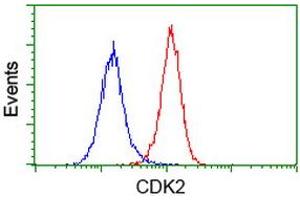 Image no. 2 for anti-Cyclin-Dependent Kinase 2 (CDK2) antibody (ABIN1497396) (CDK2 antibody)