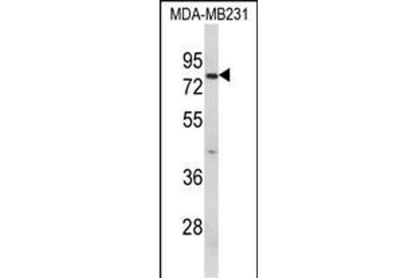 Importin 9 antibody  (AA 339-367)