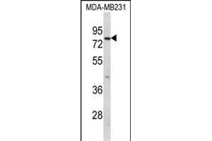 Importin 9 antibody  (AA 339-367)