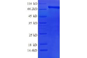 Calpain 2 (CAPN2) (AA 20-700) protein (His tag)