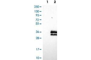 Western Blot analysis of Lane 1: negative control (vector only transfected HEK293T cell lysate) and Lane 2: over-expression lysate (co-expressed with a C-terminal myc-DDK tag in mammalian HEK293T cells) with PRTN3 polyclonal antibody . (PRTN3 antibody)