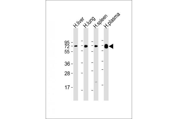 PLA2G7 antibody  (AA 200-228)