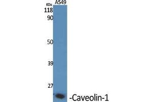 Western Blot (WB) analysis of specific cells using Caveolin-1 Polyclonal Antibody. (Caveolin-1 antibody  (C-Term))