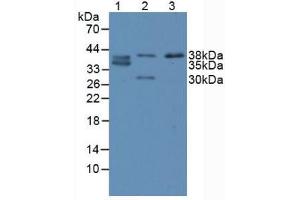 Figure. (CDX2 antibody  (AA 1-313))