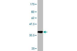 Western Blot detection against Immunogen (37. (PTK7 antibody  (AA 36-145))