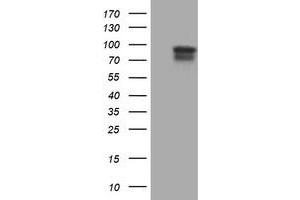 Image no. 1 for anti-Spastic Paraplegia 7 (SPG7) (AA 300-573) antibody (ABIN1491369) (SPG7 antibody  (AA 300-573))