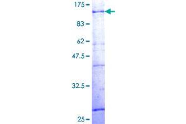 ZNF133 Protein (AA 1-653) (GST tag)