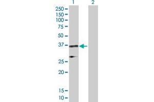 Western Blot analysis of ELAVL1 expression in transfected 293T cell line by ELAVL1 MaxPab polyclonal antibody. (ELAVL1 antibody  (AA 1-326))