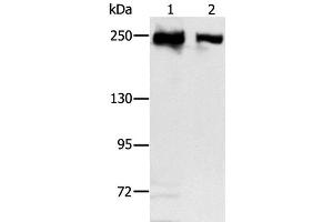 Western Blot analysis of Hela and 293T cell using MCM3AP Polyclonal Antibody at dilution of 1:350 (GANP antibody)