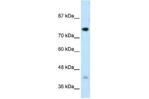WB Suggested Anti-DCST1 Antibody Titration:  0. (DCST1 antibody  (C-Term))