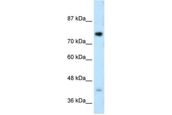 DCST1 抗体  (C-Term)