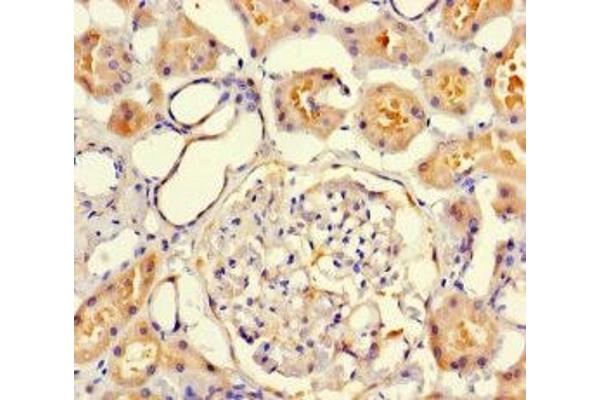 VMO1 antibody  (AA 25-202)