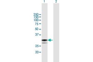 Western Blot analysis of SPSB1 expression in transfected 293T cell line by SPSB1 MaxPab polyclonal antibody.