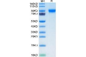 MAG Protein (AA 20-516) (His-Avi Tag,Biotin)