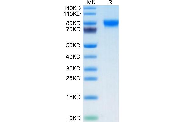 MAG Protein (AA 20-516) (His-Avi Tag,Biotin)