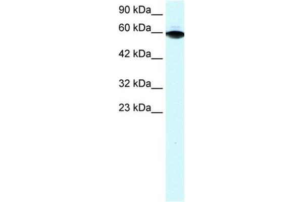 ZBTB7B antibody  (Middle Region)