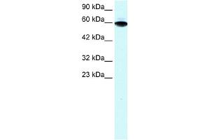 WB Suggested Anti-ZFP67 Antibody Titration:  1.