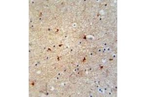 Immunohistochemistry analysis in formalin fixed and paraffin embedded human brain tissue reacted with GTPBP8 Antibody (Center) followed which was peroxidase conjugated to the secondary antibody and followed by DAB staining. (GTPBP8 antibody  (Middle Region))