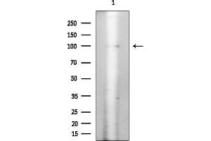 Western blot analysis of lysates from Rat brain, using Phospho-Insulin Receptor (Tyr1355) Antibody at 1/1000 dilution.