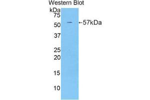 Western Blotting (WB) image for anti-CUB and Zona Pellucida-Like Domains 1 (CUZD1) (AA 291-545) antibody (ABIN1858567) (CUZD1 antibody  (AA 291-545))