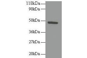 Western blot All lanes: RELT antibody at 2 μg/mL + 293T whole cell lysate Secondary Goat polyclonal to rabbit IgG at 1/10000 dilution Predicted band size: 47 kDa Observed band size: 47 kDa