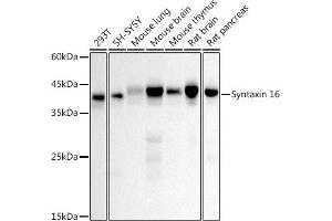 Syntaxin 16 antibody