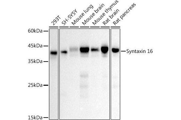 Syntaxin 16 抗体
