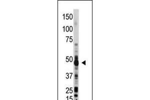 Antibody is used in Western blot to detect OAS1 in mouse liver lysate. (OAS1 antibody  (C-Term))