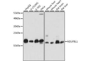 Western blot analysis of extracts of various cell lines, using NDUFB11 antibody (ABIN7268809) at 1:1000 dilution. (NDUFB11 antibody  (AA 1-163))