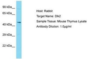 Image no. 1 for anti-delta-Like 2 Homolog (DLK2) (AA 292-341) antibody (ABIN6750322) (DLK2 antibody  (AA 292-341))