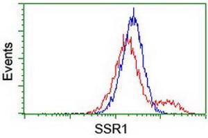 Image no. 4 for anti-Signal Sequence Receptor, alpha (SSR1) antibody (ABIN1501152) (SSR1 antibody)
