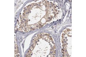 Immunohistochemical staining of human testis with NEK9 polyclonal antibody  shows cytoplasmic positivity in cells of seminiferus ducts at 1:50-1:200 dilution. (NEK9 antibody)